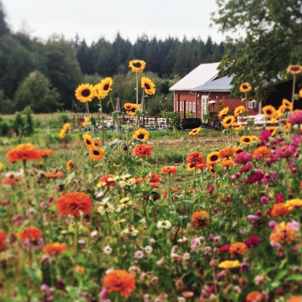 picture of the Orchard Kitchen gardens with flowers on Whidbey Island, Washington