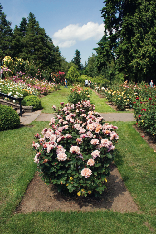 a sampling of pink roses at the International Rose Test Garden in Washington Park