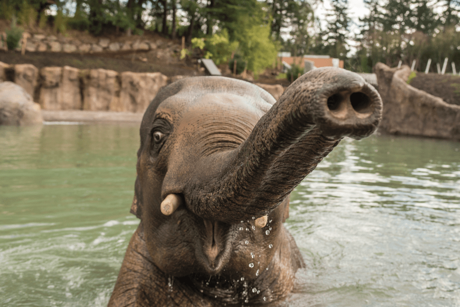 an elephant shows his trunk to the camera at the Oregon Zoo
