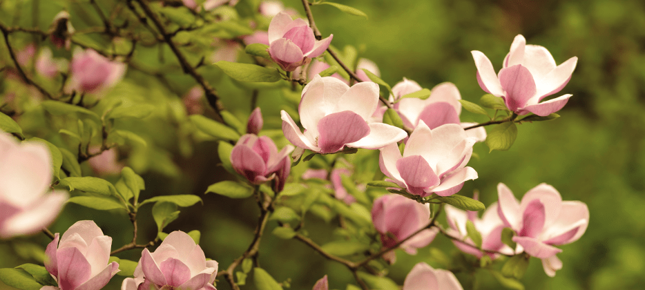 magnolias bloom at the Hoyt Arboretum