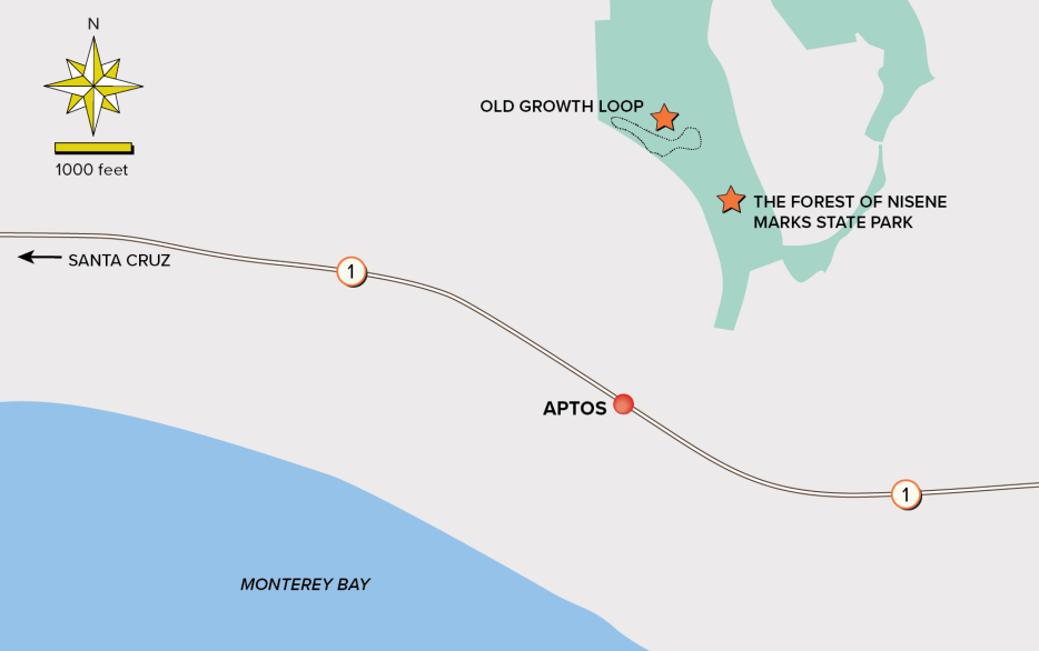 Map of Old Growth Loop trail in Nisene Marks State Park.