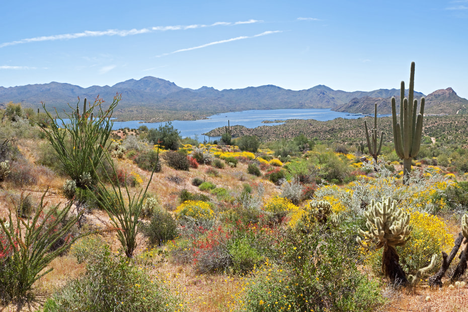 Cacti and desert plants surround Bartlet Lake.