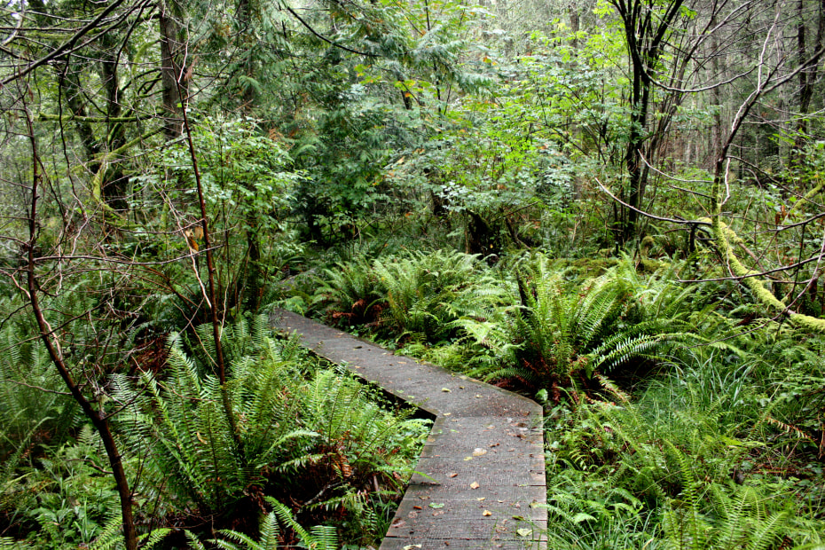 The boardwalk of the Enchanted Forest Trail on South Pender Island, Canada cuts through a lush green forest and ferns.