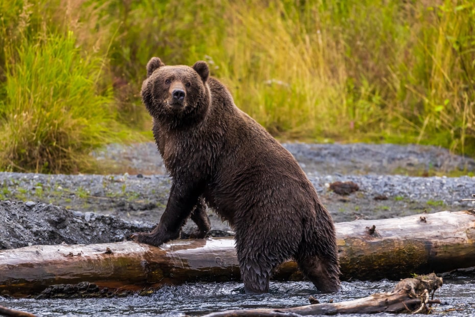 A Kodiak Bear stands on a log on Kodiak Island, Alaska.