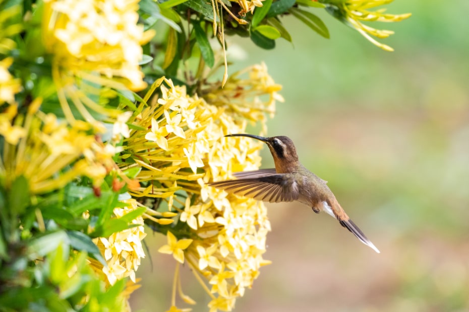 A little hermit hummingbird feeds on a yellow Ixora hedge in a garden.