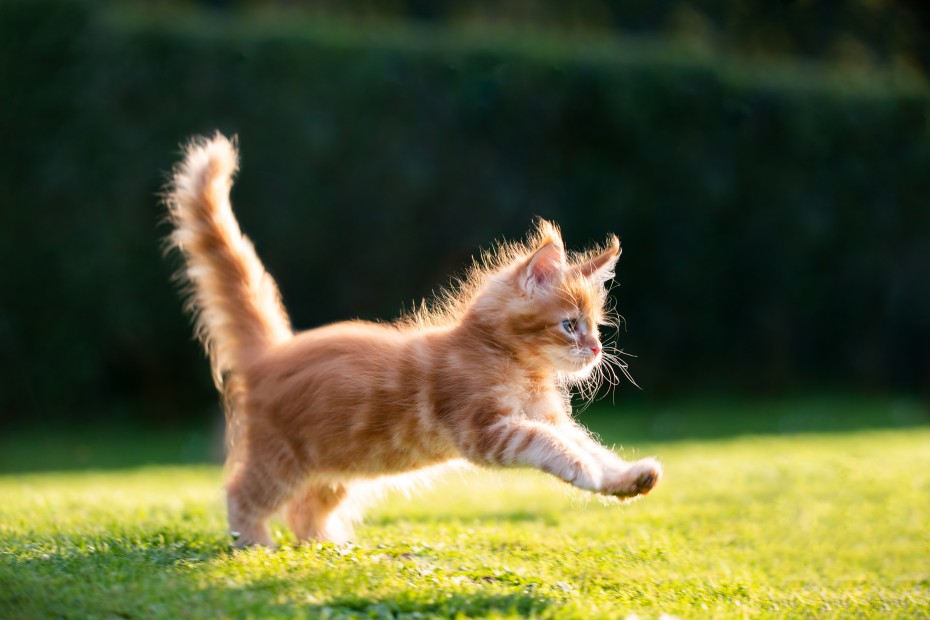 A playful red ginger tabby maine coon kitten runs on grass outside in the sun.