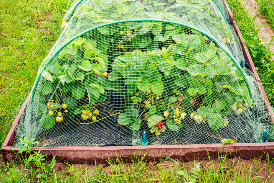 A backyard garden with strawberries covered in arched netting to keep birds and critters out.
