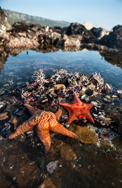 Orange and red sea stars poking out of a tide pool in Sonoma County's Salt Point State Park.