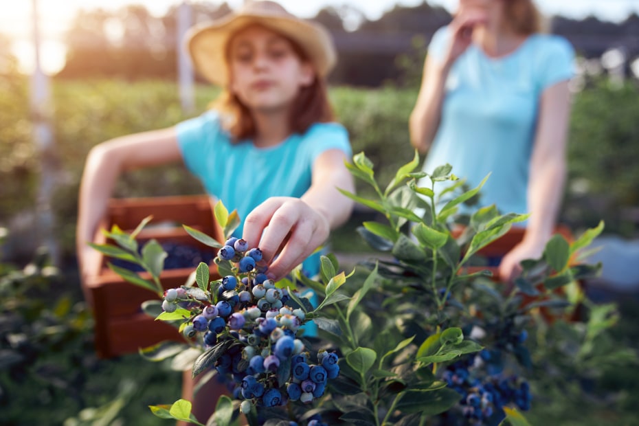 A girl in a vibrant blue shirt and a hat picks blueberries at a U-pick farm.
