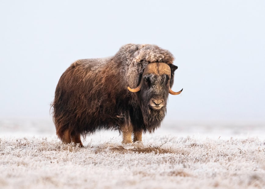 A Muskox stands off the Dalton Highway in Alaska.