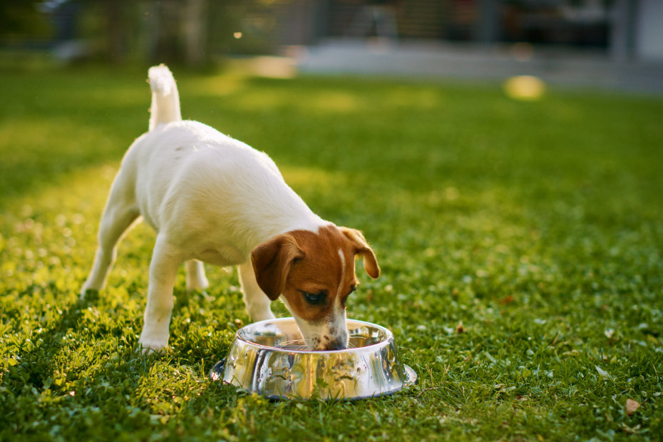 A dog drinks out of a shiny dog bowl on a green lawn.