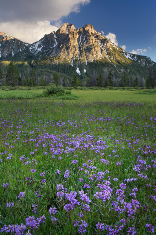  Purple wildflowers with McGown Peak in the Sawtooth Mountains in the background.