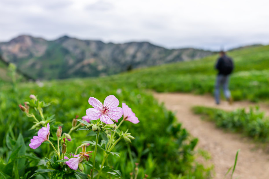 Pink sticky geranium flowers in the Albion Basin in the Wasatch Mountains.