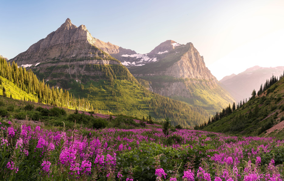 Pink wildflowers in Glacier National Park.