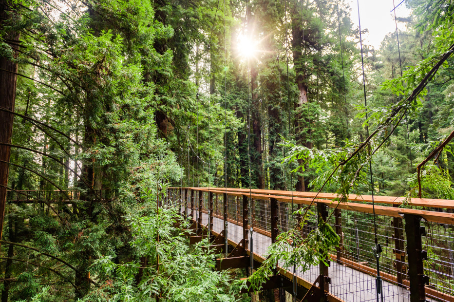 Skywalk at the Sequoia Zoo.