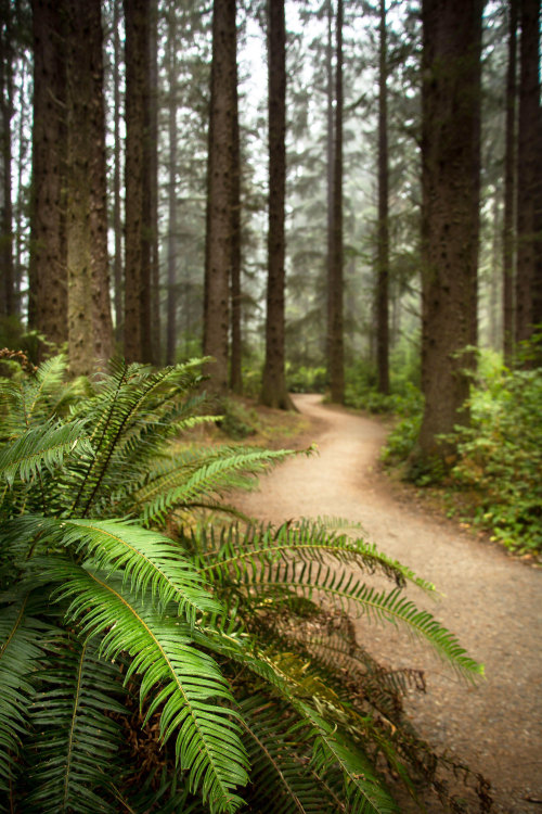 A hiking trail winds through the forest in Sue-meg State Park.