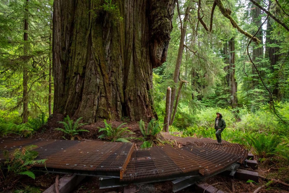 A ranger walks the Grove of the Titans trail boardwalk in Jedediah Smith Redwoods State Park.