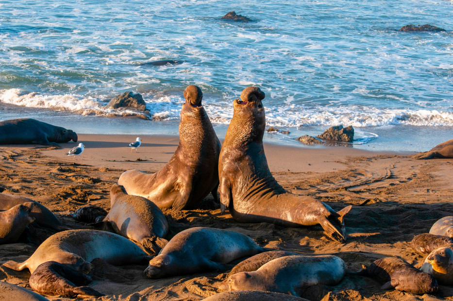 Elephant seals fight for dominance at Piedras Blancas Rookery.