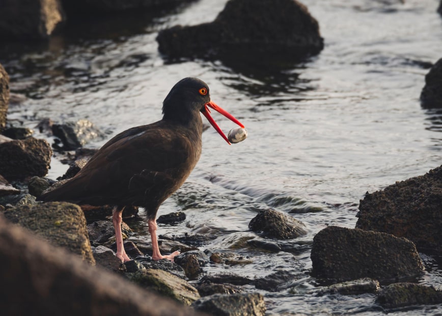 A black oystercatchers hunts for food in the tide pools of Central California's Morro Bay National Estuary.