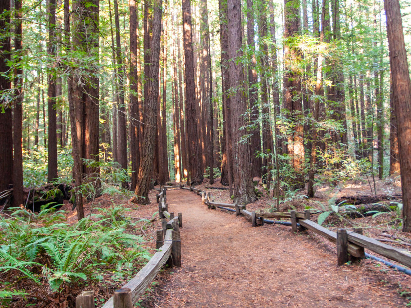 A path goes through California redwoods in Armstrong Woods State Park near Guerneville, California.