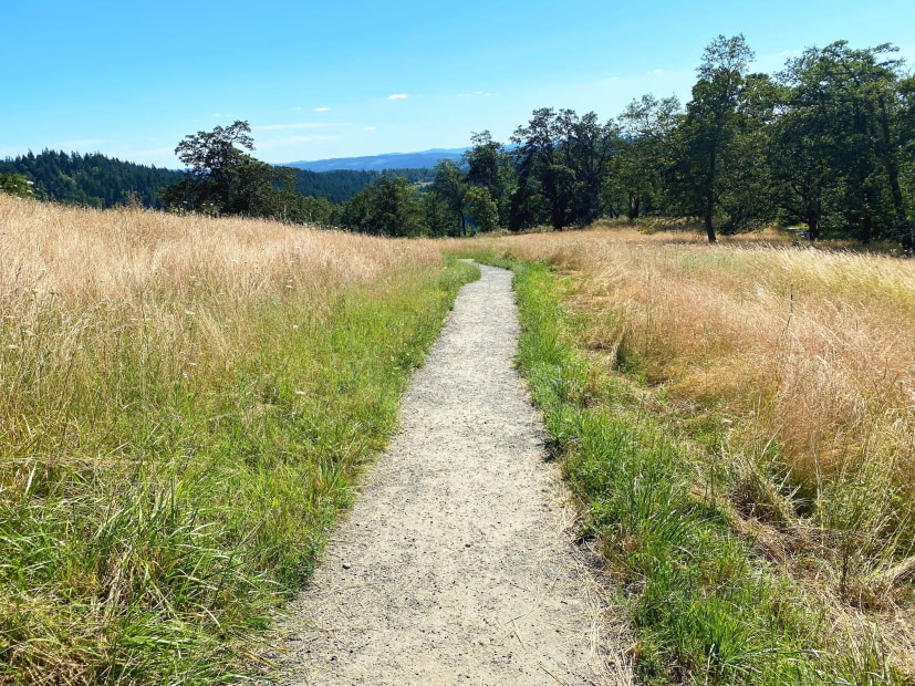 Grass grows along the Wild Iris Ridge trail in Eugene, Oregon.