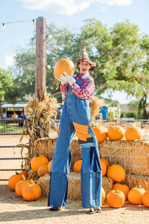 A woman dressed as a scarecrow stands on stilts at Mortimer Farms in Dewey, Arizona.