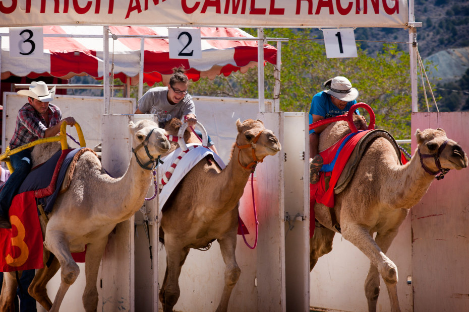 People ride camels in the International Camel Races in Virginia City, Nevada.