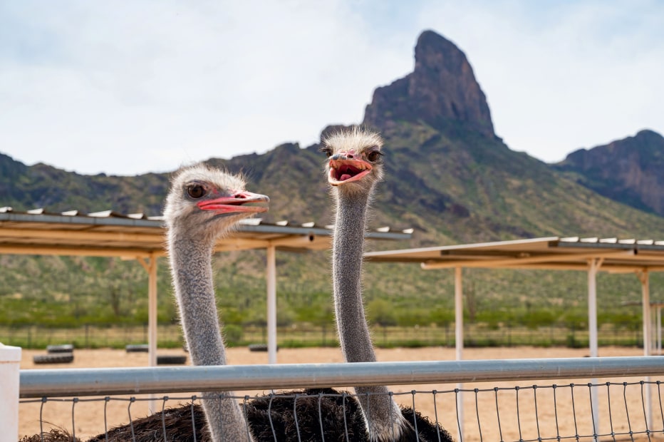 Two ostrich at Rooster Cogburn Ostrich Ranch with Picacho Peak in the background.