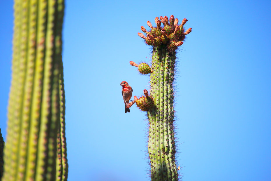 A house finch perches on a Saguaro cacti in Sanguaro National Park on a clear day.