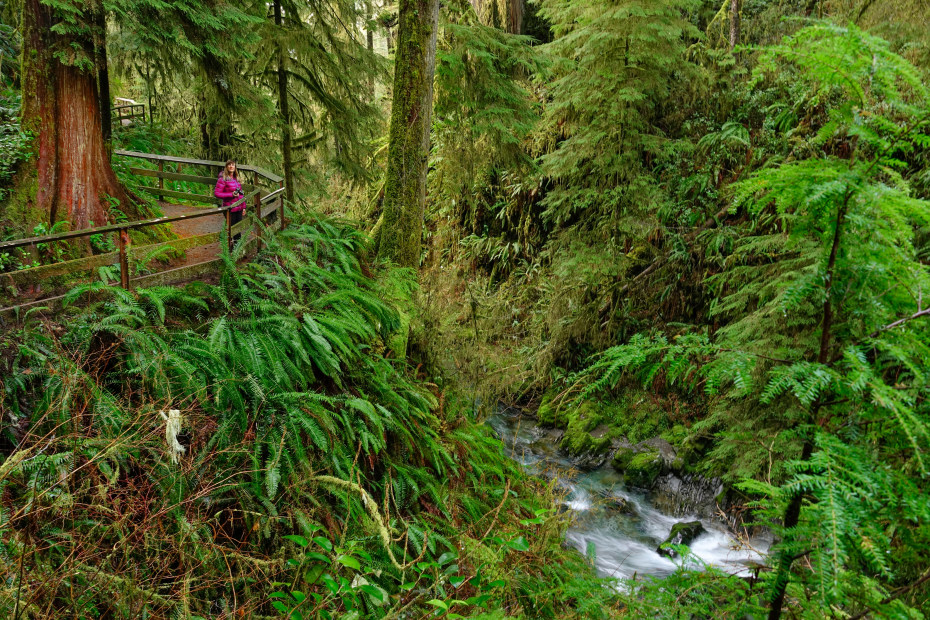 A woman stands at an overlook in the Hoh Rainforest in Olympic National Park.