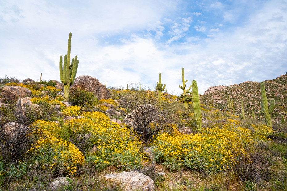 Yellow wildflowers dot Catalina State Park in spring.