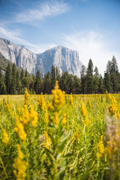 Yellow wildflowers in Yosemite Valley beneath El Capitan.