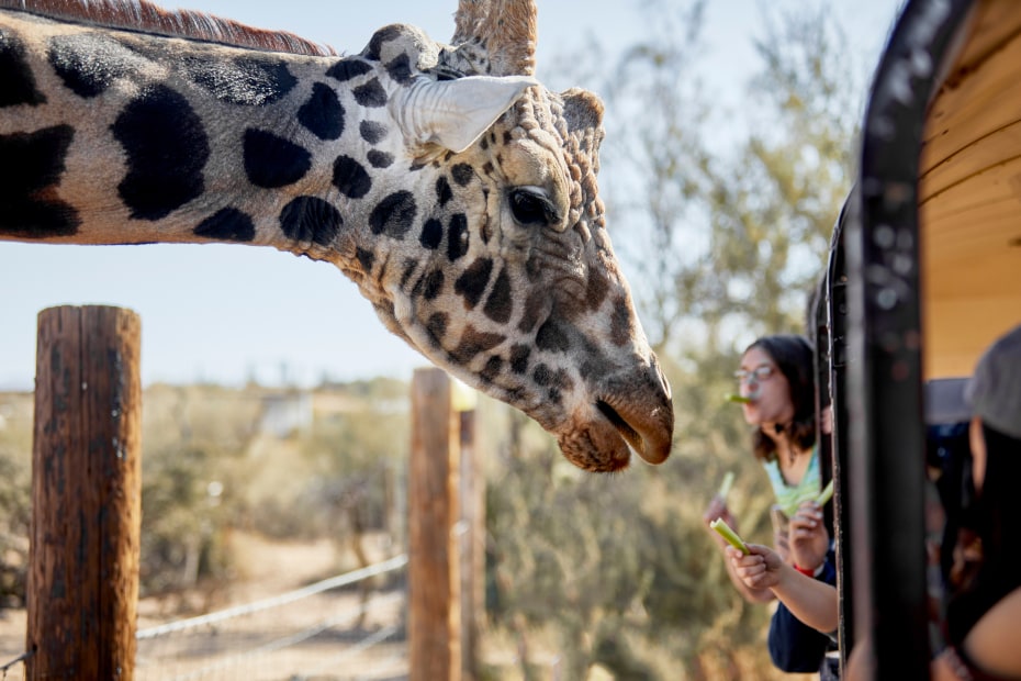 Visitors feed a giraffe at the Out of Africa Wildlife Park in Camp Verde, Arizona.