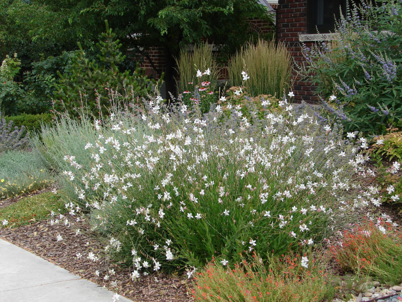 Drought-tolerant native plants bloom where a lawn used to be in a front yard.