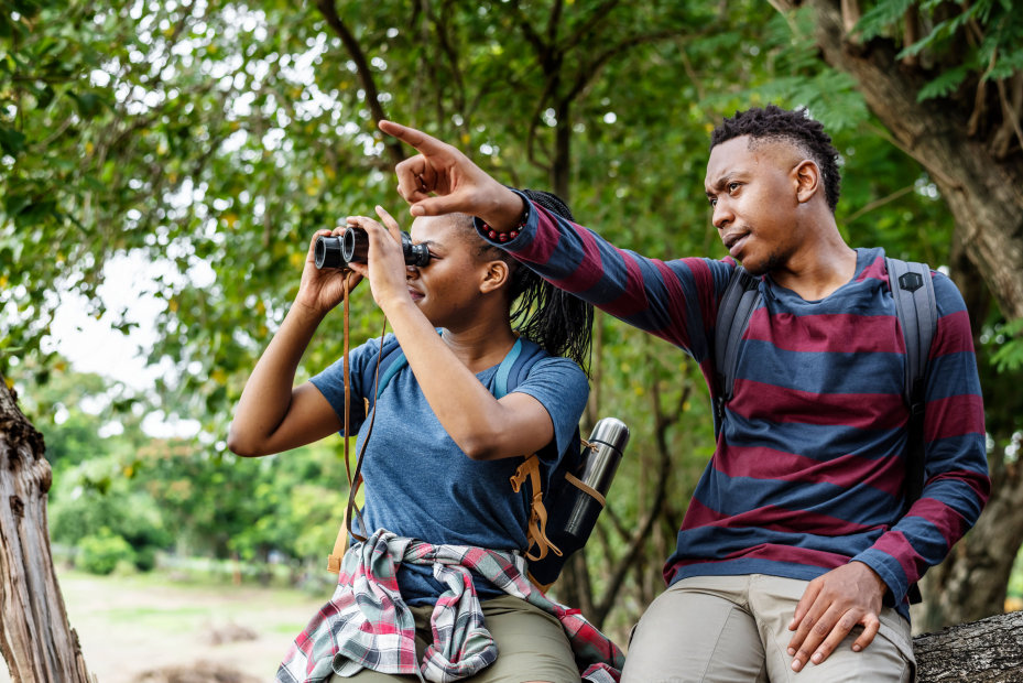 Bird-watchers sit on a tree in a forest while looking through binoculars.