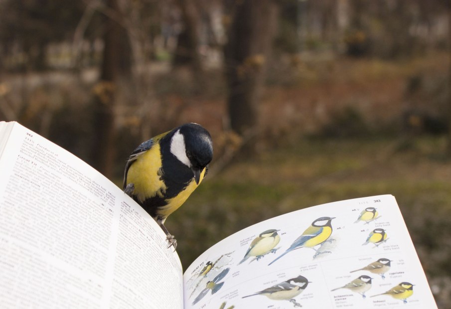 Great tit perching on a field guide with pictures of great tit species.