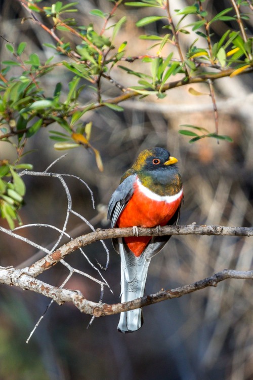 An elegant trogon sits on a branch in Arizona's Madera Canyon.