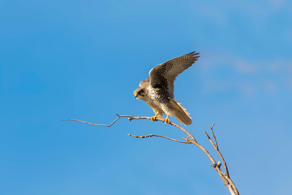 Prairie Falcon (Falco mexicanus) in Desert National Wildlife Refuge, Las Vegas, Nevada.