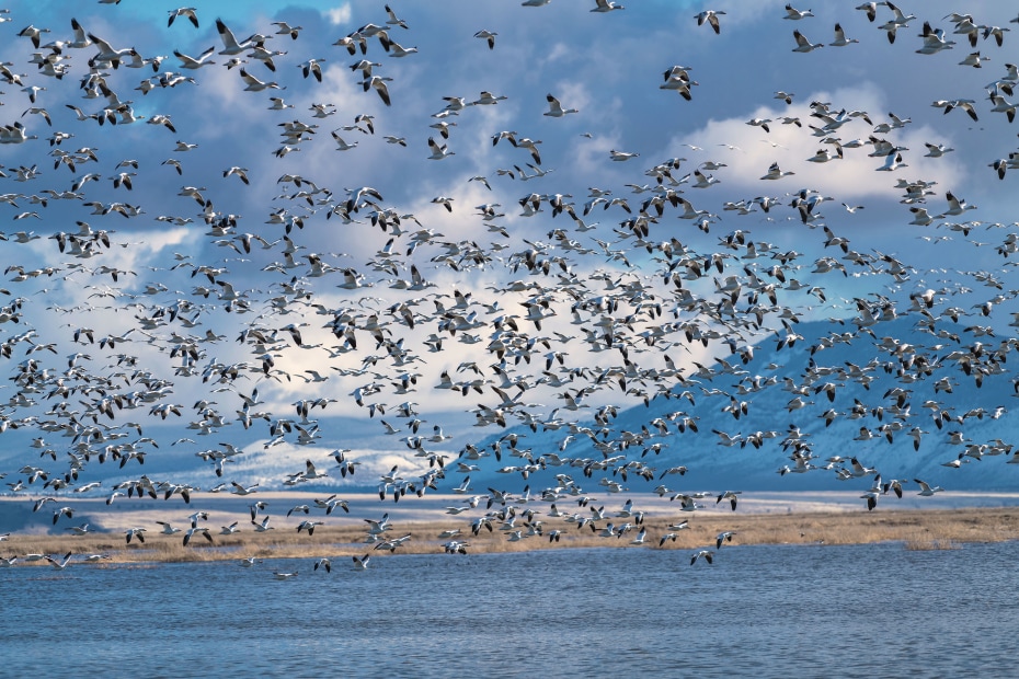 Snow Geese in the Lower Klamath National Wildlife Refuge.