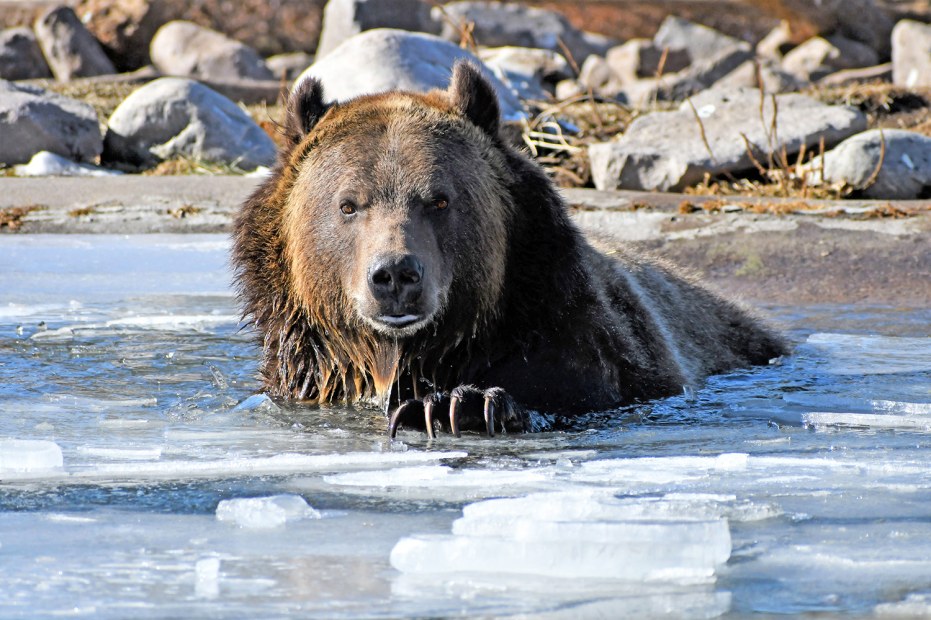 A bear swims at Grizzly & Wolf Discovery Center in West Yellowstone, Montana.