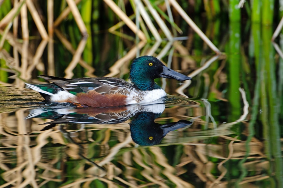 Northern shoveler reflected on a pond in Tucson, Arizona's Sweetwater Wetlands.