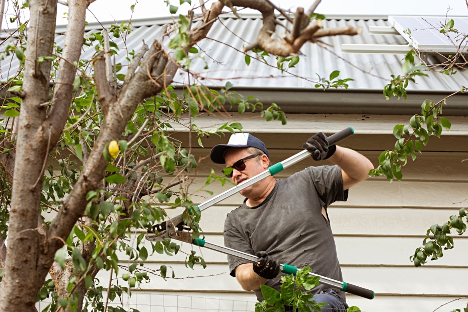 A man cuts a tree to remove branches that are too close to the house.