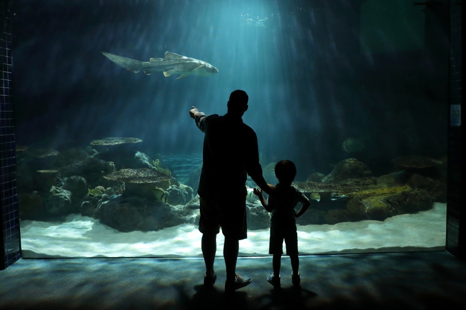 Father and child stand in front of the 300,000 gallon Shark Experience exhibit at Six Flags Discovery Kingdom.