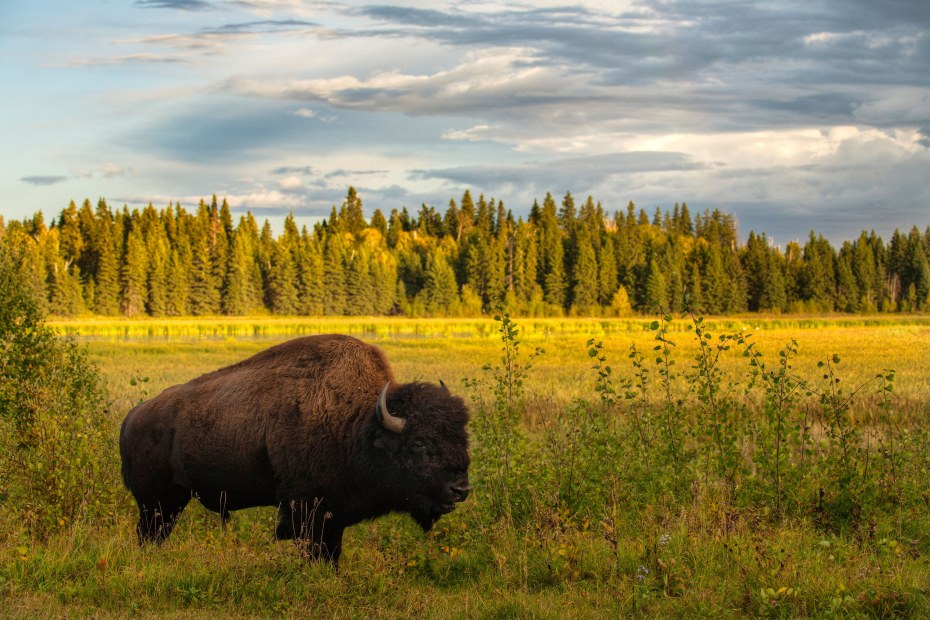 American Plains bison amongst aspen trees in fall at Elk Island National Park in Alberta, Canada.