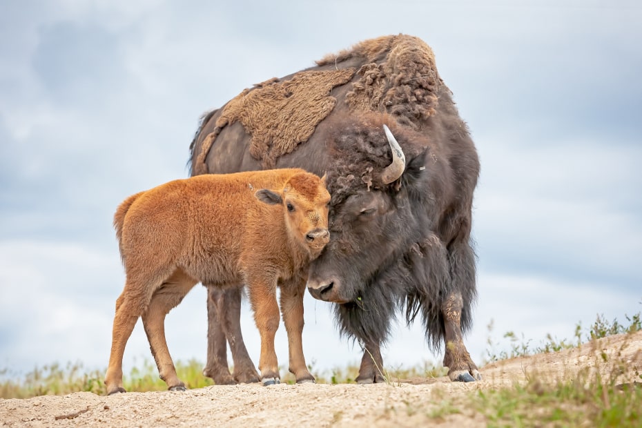 Bison with her calf at National Bison Range in Montana in spring.