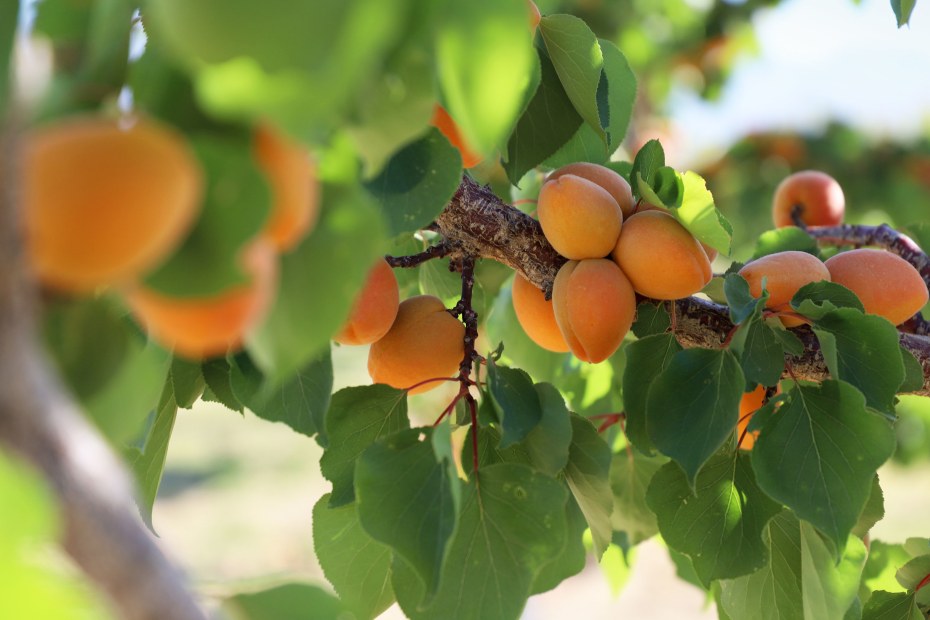 Clusters of ripe apricots hang from a tree.