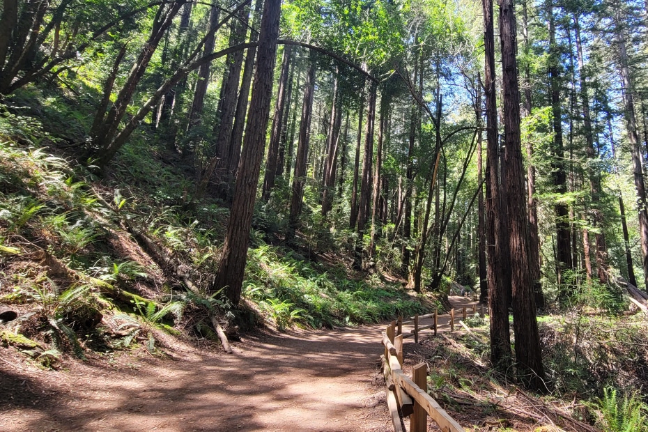 A dirt trail goes off into the distance beneath the trees at Redwood Regional Park.