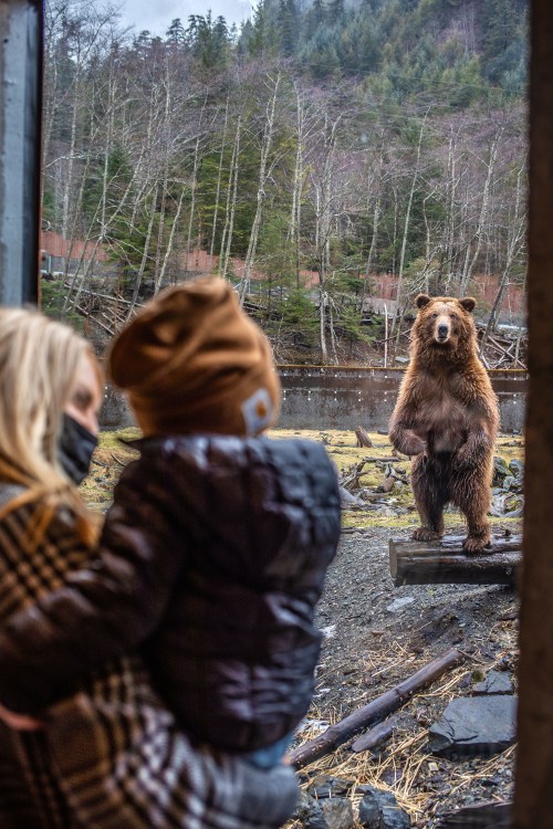 A mother and toddler safely watch a brown bear in a naturalistic habitat.