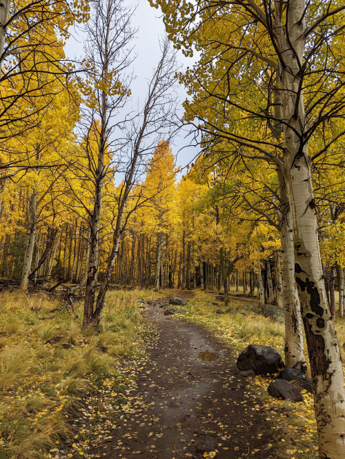 Golden trees line the Aspen Loop Trail in Arizona's Coconino National Forest.
