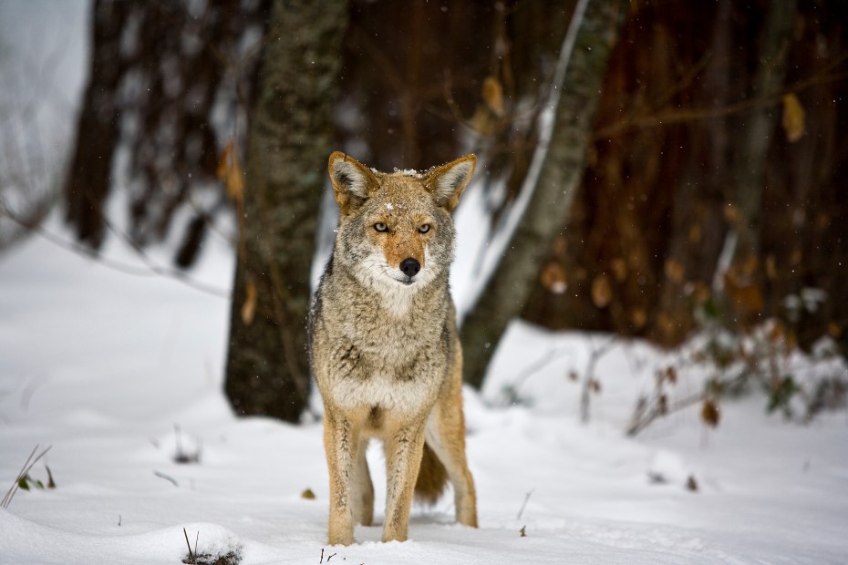 A coyote stands in the snow in Yosemite National Park.